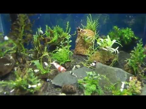 Video: Elegantný Echinodorus Amazonský