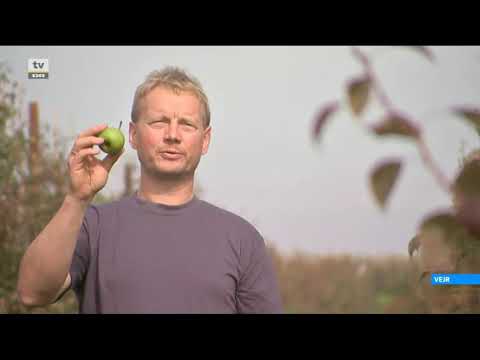 Video: Hvilket år Bærer Pæren Frugt? Hvor Mange år Efter Plantningen Begynder Frugten, Og Hvor Mange Gange I Livet Sker Det? Hvorfor Bærer Frøplanten Ikke Frugt?