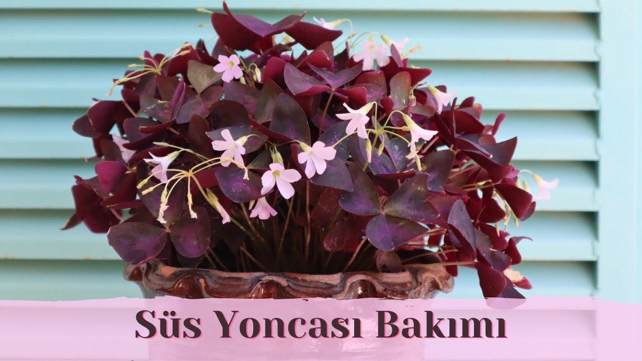 Süs Yoncası (Oxsalis) Bakımının Püf Noktaları | Bitki Bakımı