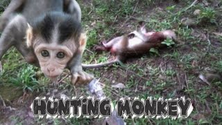 HUNTING MONKEY‼️ PEST CONTROL