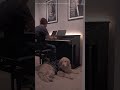 Gladiator 🛡️🗡️ #pianocover #pianomusic #pianosolo #shortsvideo #shortvideo #shorts