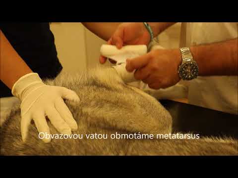 Video: Daňové Přestávky A Domácí Zvířata: Perspektiva Jednoho Veterináře