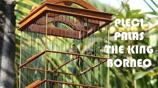 SIMUNGIL KECIL PLECI PALAS GACOR ASLI HUTAN BORNEO KALIMANTAN BARAT