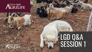 LGD Q&A Session 1