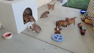 AKC STAFFORDSHIRE BULL TERRIER PUPPIES, 37 DAYS