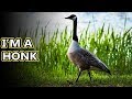 Canada Goose facts: that honking v shape in the sky | Animal Fact Files