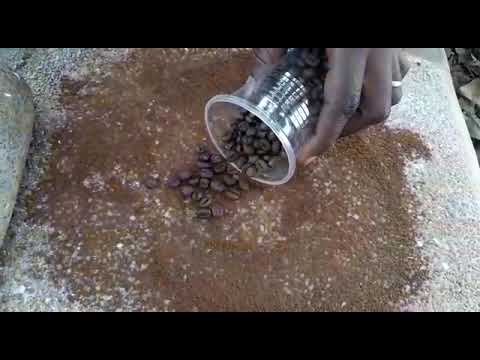 Vidéo: Comment Préparer Des Grains De Café