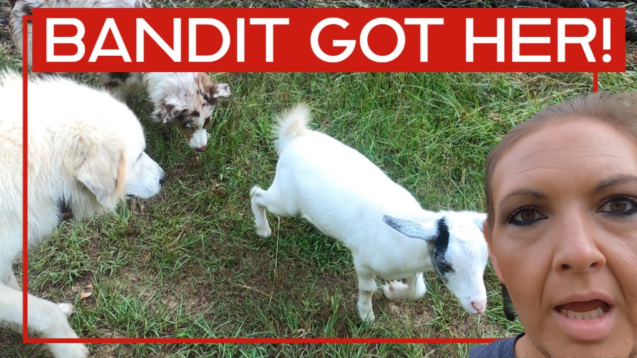 The Escape Artist YouTube