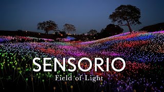 Sensorio Field of Light