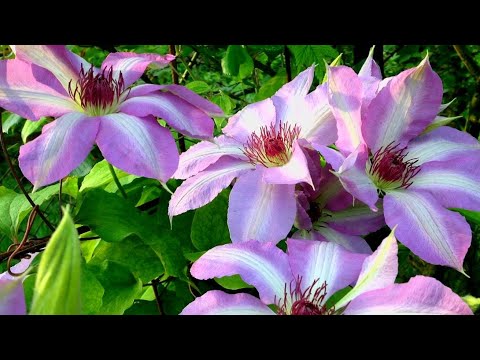 Video: Clematis Sodinimas Atvirame Grunte Pavasarį: Instrukcijos Su Nuotrauka