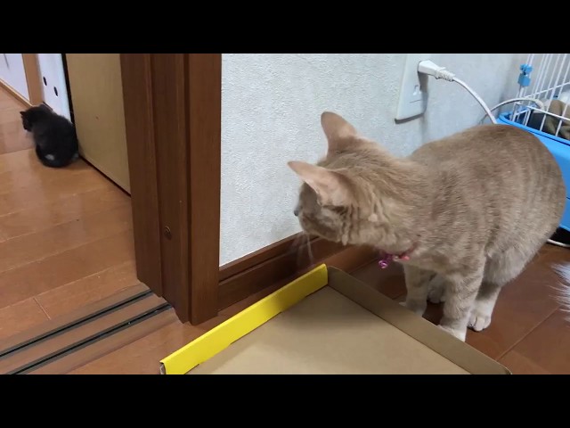 子猫との距離が縮められないひのき