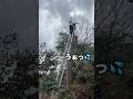 【植木屋の日常】超危険　枯れた松を伐採する庭師、、、