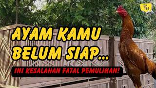 Ayam Baru Membaik Tapi Drop Lagi? Ini Kesalahan Saat Recovery yang Sering Terjadi