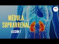 7. MÉDULA SUPRARRENAL (FISIOLOGÍA DEL SISTEMA ENDOCRINO)