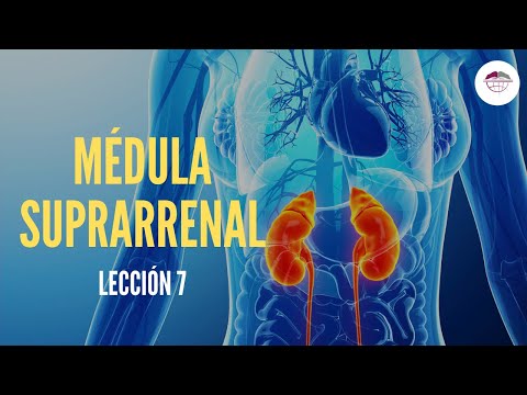 Vídeo: Diferencia Entre La Corteza Suprarrenal Y La Médula Suprarrenal