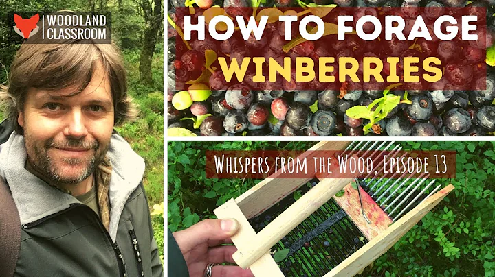 How To Forage Winberries (bilberry)