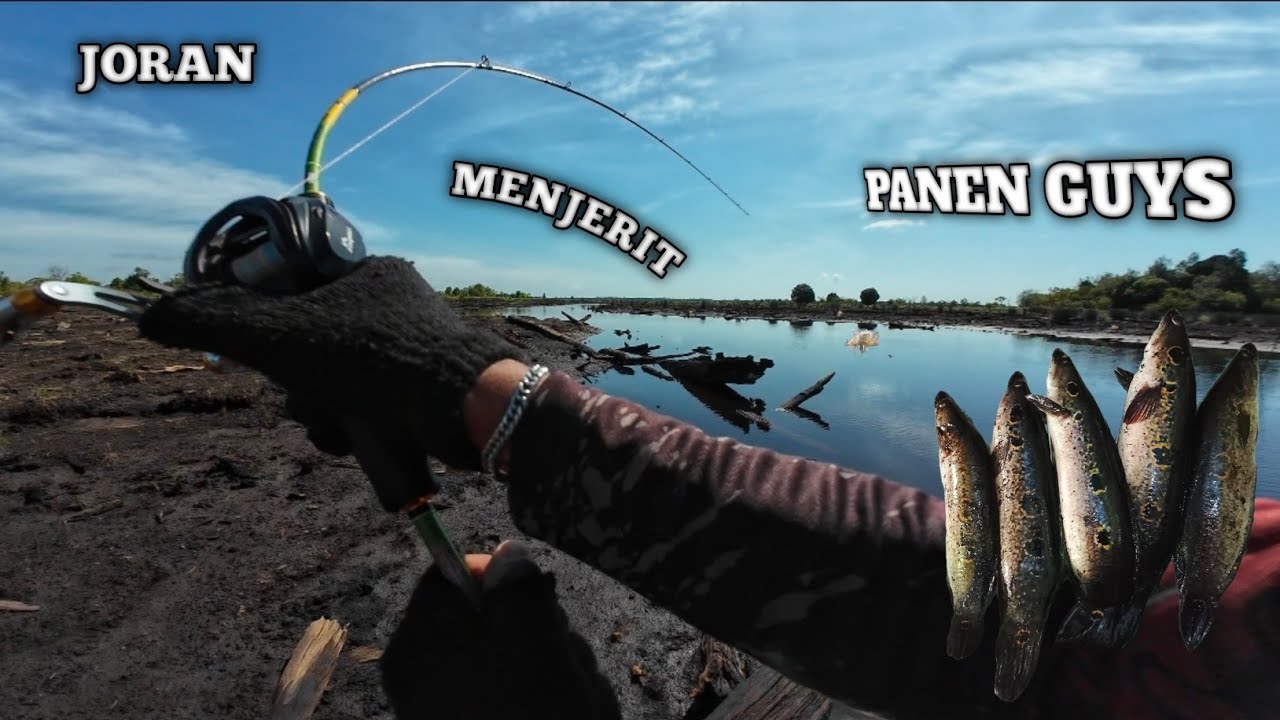 Akhirnya air mulai surut ❗️spot danau tehang jadi tempat kumpulnya TOMAN BUNGA ❗️❗️❗️