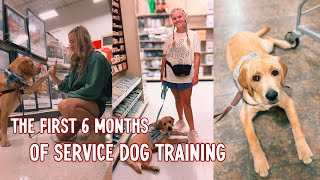 THE FIRST 6 MONTHS OF OWNER SERVICE DOG TRAINING | commands, socialization, tips & tricks