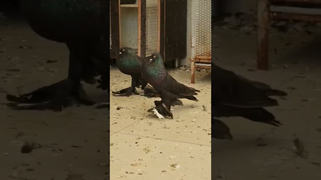 black pomeran pouter confirm breeding pair for sale ₹ 15k only 