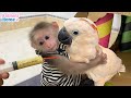 Monkey BiBi helps dad feed baby parrots #shorts