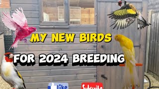 My Birds For 2024 Breeding