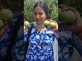 Himachali traditional wedding | Himachali dance songs | village | Dham | Apple season #himachal