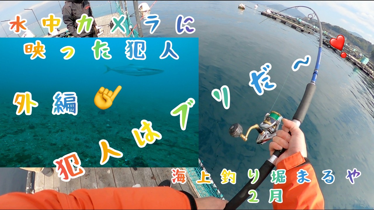 海上釣り堀まるや2月　外編　水中カメラに映った犯人　犯人はブリだ〜❣️