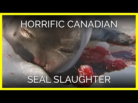 Canadian Seal Slaughter Footage Is So Graphic We Had to Blur It
