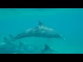 Wild dolphins, South Ari Atoll, Maldives