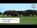 Stop profiting from cruel wildlife attractions