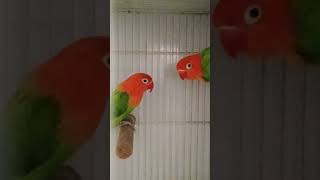 Lovebird Biola Green