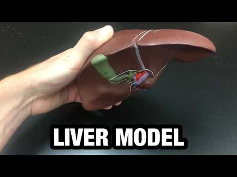 Generalized Liver Model - Ohio University - Anatomy & Physiology - BIOS 1300