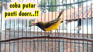 COBA PUTAR SEMUA SOGON PASTI RESPON LANGSUNG DORR!!  #sogon #pancingansogon #sogokontong #sogongacor