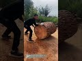 重い背を押し出せ:二本の手と一歩の弓歩で巨木を荷台から大地へ運ぶ力