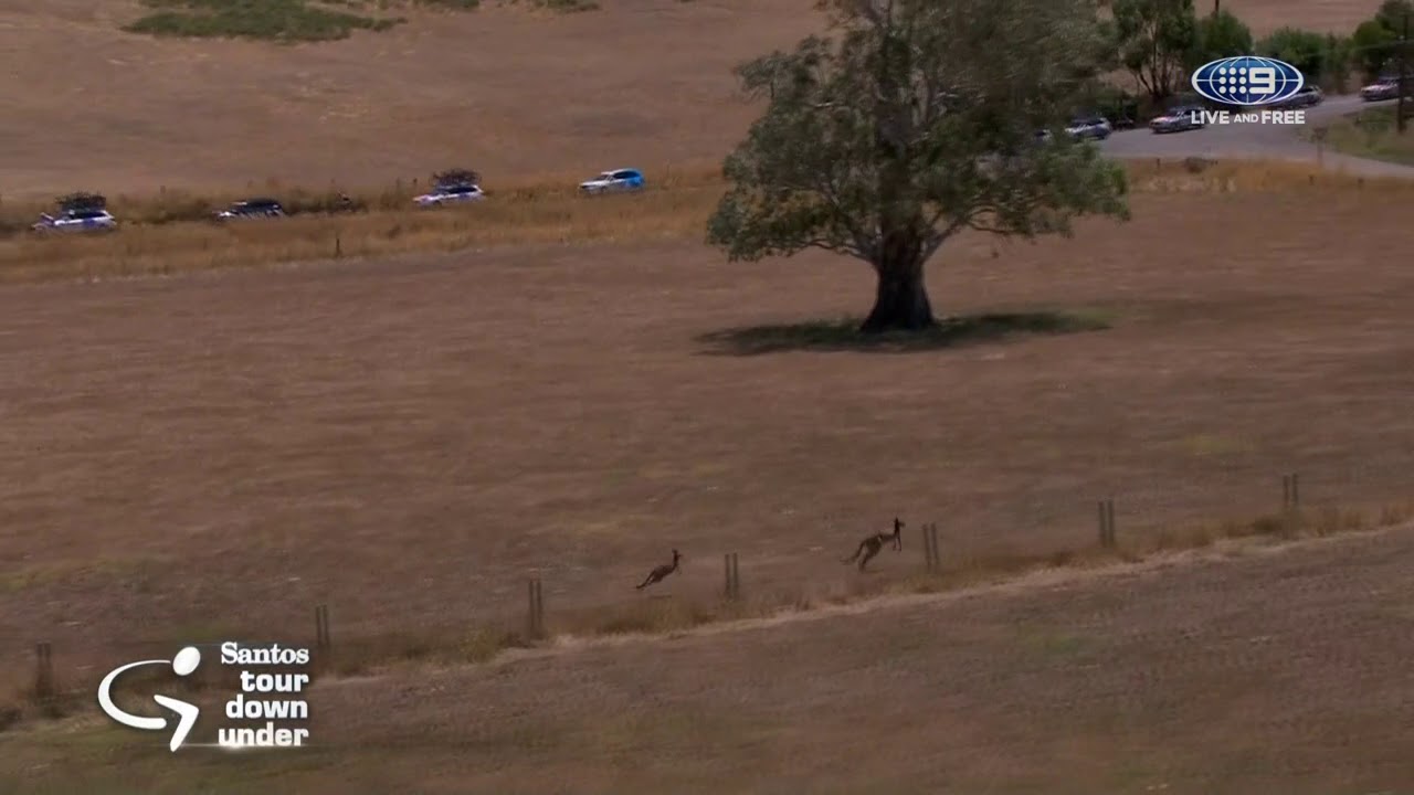 Kangaroos on Big Screen Stage 3 | Santos Tour Down Under ...