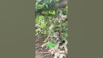 8 lít ! Được không các bác ! #bonsai #bonsaivietnam #bonsaitree #caycanh #bonsaiindonesia #bollywood