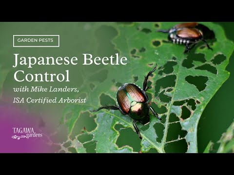 Blundering Gardener: Waging war against the Japanese beetle – Twin