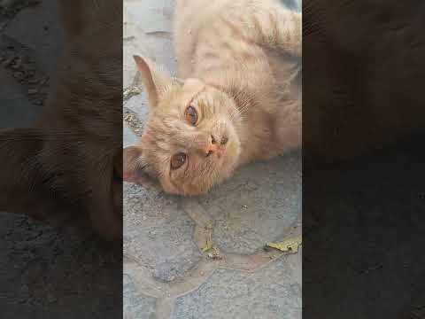 مخمل خونه مادربزرگه Cute Beautifuleyes