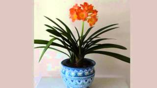 De Clivia - Très Chic