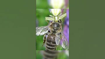 Как паук-бокоход убивает пчелу #shorts #bee #пчеловодство #паук
