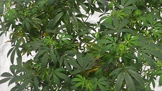 2023 Cannastrain SIGNS