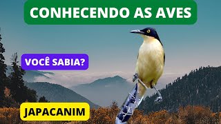 Curiosidades Sobre o JAPACANIM - Black-capped Donacobius - Brazilian Birds Singing