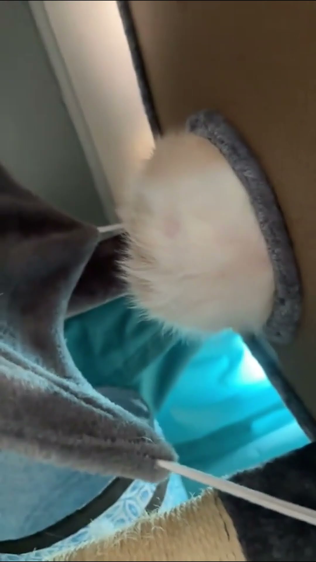 He’s Too Fat