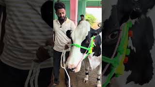 27-04-2026 cell ; 9515088957 Cow market Punganuru #cow