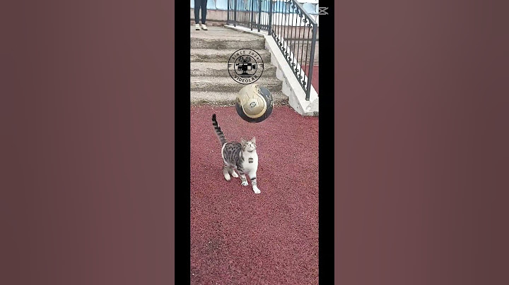 Mert Mert Mert Mert Ahtapotmusun? Örümcekmisin? harikasın.