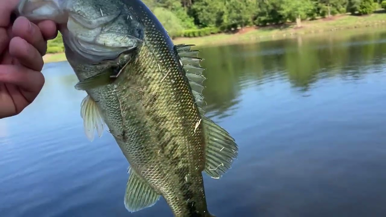 Fishing Big Baits For Big Fish #fishing #bassfishing