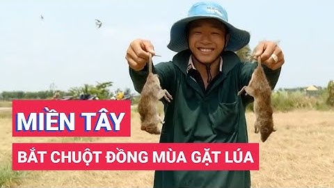 Về miền Tây đuổi bắt chuột đồng mùa gặt lúa