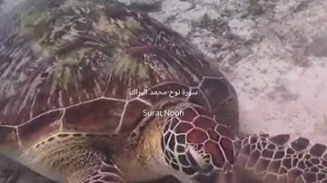 سورة نوح محمد البراك || Surat Nooh