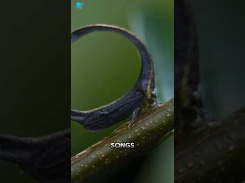 Tree Hopper #animals