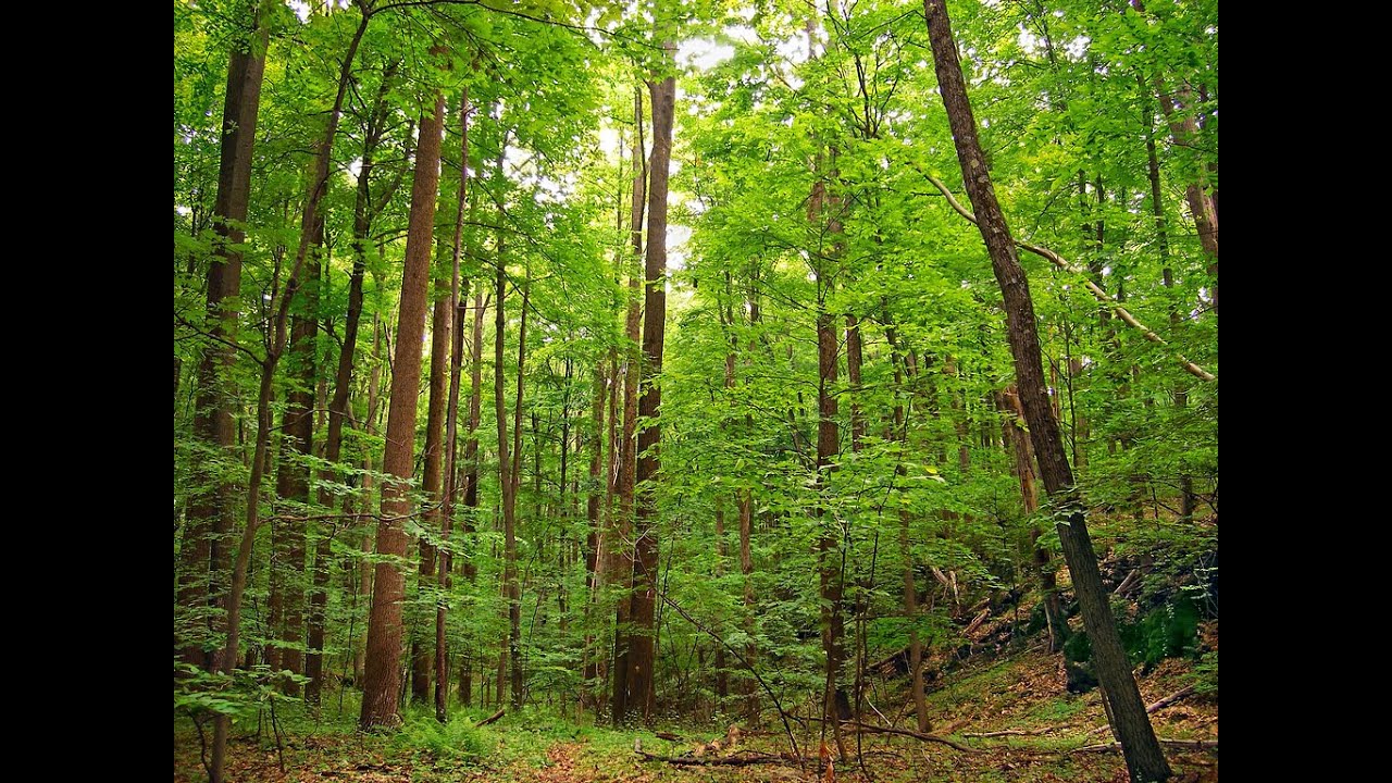 106   Sif and her Golden Hair    c9